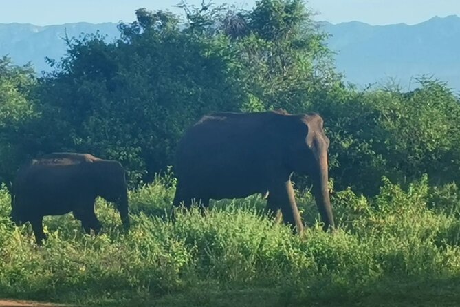 Paradise Udawalawe Safari Tours - Tea, snacks, and bottled water: the useful kind of included