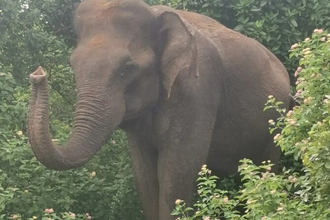 Paradise Udawalawe Safari Tours - Private transfer, Wi-Fi ride, and a small group feel