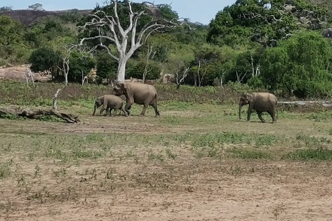 Paradise Yala Safari Tours - Getting into Yala: tickets at the entrance, and how to plan your morning