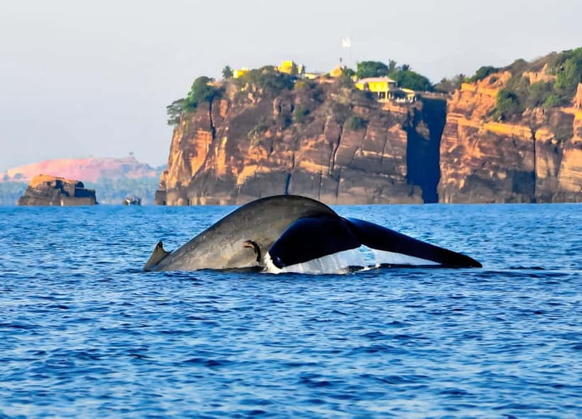 Pasikuda to Trincomalee: Whale & Dolphin Safari + Transport - Pasikuda to Trincomalee, the easy way to get to the whales