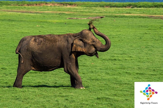 Personal Driver For Your Two Weeks Round Tour In Sri Lanka - Should you book this private two-week driving tour?