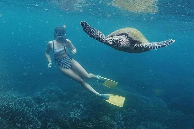 Pigeon Island Snorkeling – Swim with Sharks & Turtles - Price check: $16 tour fee plus a serious park entrance add-on