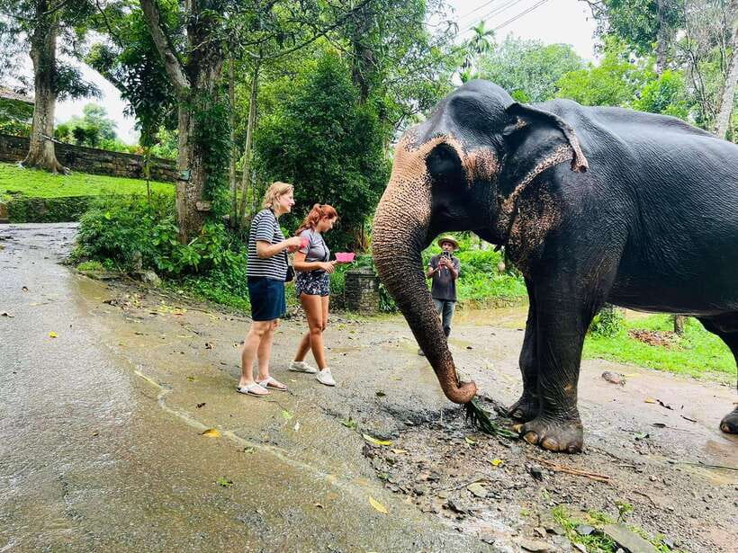 Pinnawala Day Tour from Kandy (Private tour ) - Mawanella spice and Ayurvedic garden: the shortcut to how Sri Lanka grows flavor