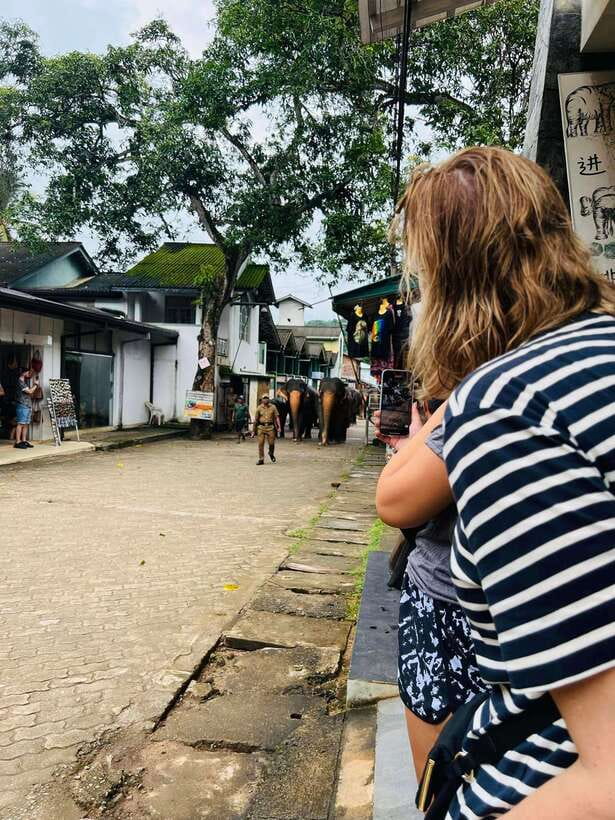 Pinnawala Day Tour from Kandy (Private tour ) - Kandy Cultural Dance Show and the Temple of the Tooth Relic Puja at night