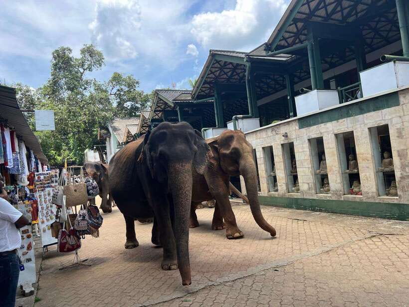 Pinnawala Day Tour from Kandy (Private tour ) - Pinnawala Elephant Orphanage: what makes it special and how to plan your visit