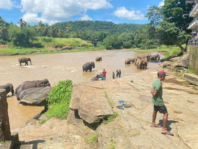 Pinnawala,Kandy Day Tour from Colombo/Negombo - Gem factory visit and Kandy viewpoint: the quick hits between big sites