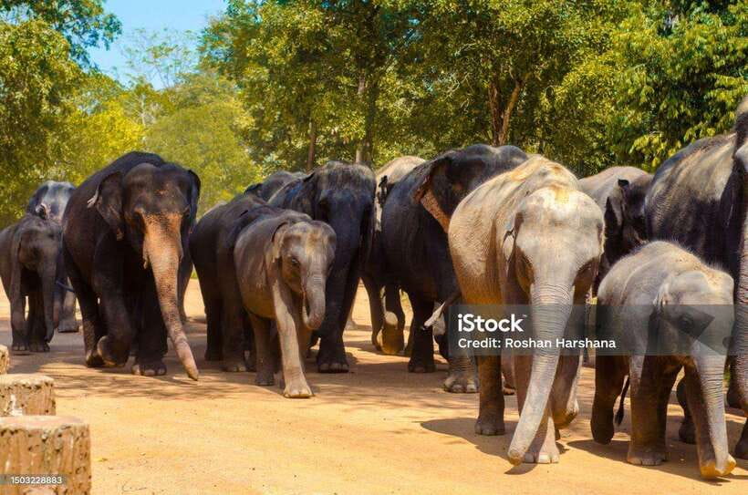 Pinnawala,Kandy Day Tour from Colombo/Negombo - Value check for $62: what you get and what you must budget
