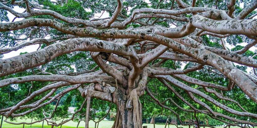 Pinnawala & Kandy Day Tour from Negombo - Gem Museum and Spice Garden: sensory stops with a hands-on feel