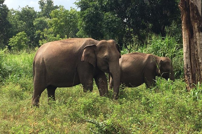 Polonnaruwa Day Tour with Lunch by Mahaweli - Lunch Timing, What’s Included, and What to Pack
