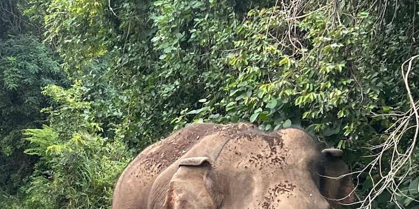 Polonnaruwa Sight Seeing Tour and Minneriya Elephant Safari - Polonnaruwa Ancient City: more than a photo stop