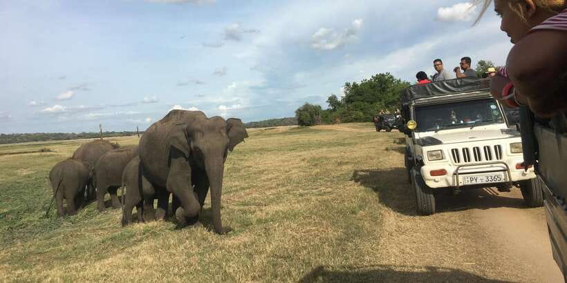 Polonnaruwa Sight Seeing Tour and Minneriya Elephant Safari - Minneriya is the main event, and the Gathering is why