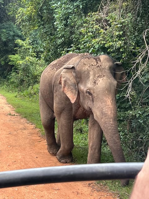 Polonnaruwa Sight Seeing Tour and Minneriya Elephant Safari - Private jeep comfort, and the driver makes it better