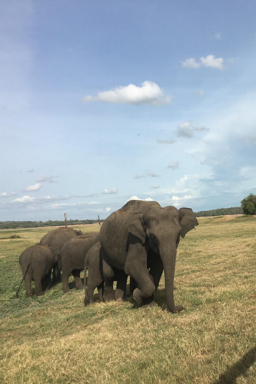 Polonnaruwa Sight Seeing Tour and Minneriya Elephant Safari - Price and value: what $59 covers, and what costs extra