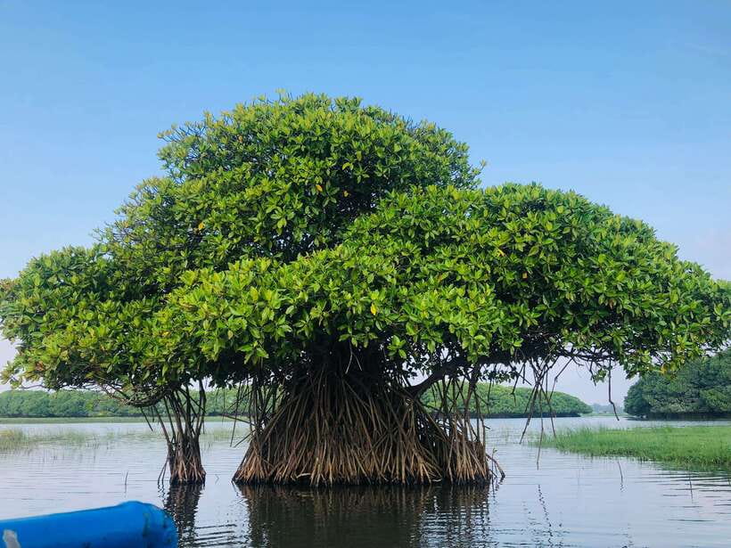 Pottuvil Lagoon Eco Tour : Mangrove Adventure in Arugam Bay - Sliding Through Pottuvil Lagoon Mangroves
