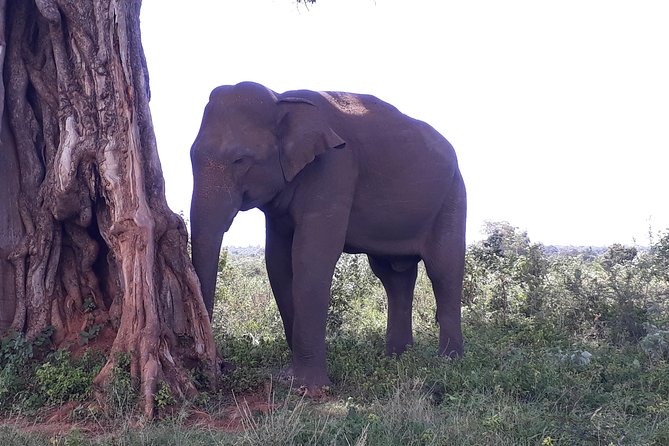 Private 2-Day Trip To Mirissa Beach And Yala From Colombo - Madhu River Safari By Buddhi: Mangroves, Caverns, And Local Cinnamon