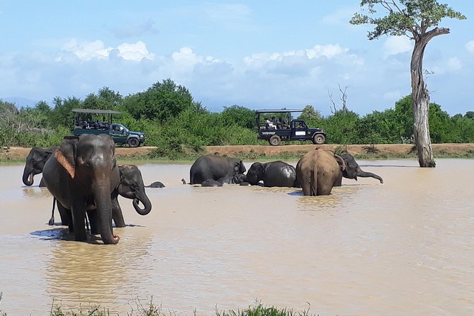 Private 2-Day Trip To Mirissa Beach And Yala From Colombo - Price And Logistics: What $320 Covers, And What To Expect Next
