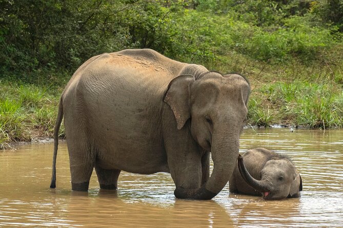 Private 7-Day Tour around Sri Lanka - Your day-by-day route: what each stop feels like and what to watch for