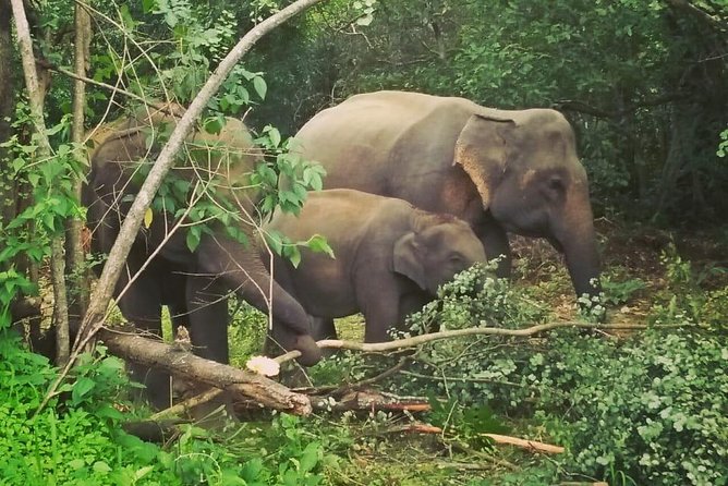 Private Dambulla Sigiriya Tour from Kandy with Lunch - Lunch Between Caves and Elephants: Rice and Curries, Included