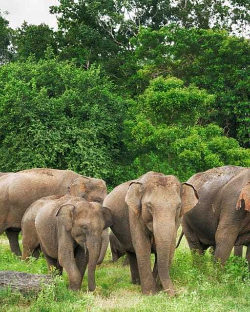 Private Day Tour Dambulla Sigiriya Village Tour - Spice Garden visit and the herbal tea finish