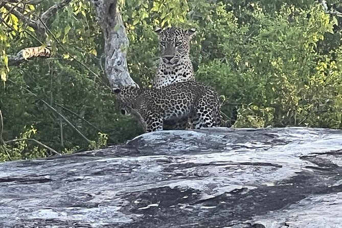 Private Day Tour in Yala National Park with Lunch - From Colombo to Yala: the 4:00am start and how to plan for it