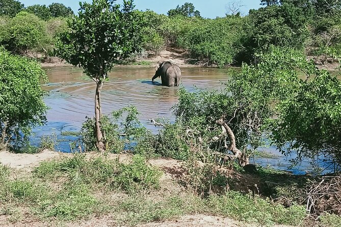 Private Day Tour in Yala National Park with Lunch - Beyond leopards: elephants, deer, and the value of a guide