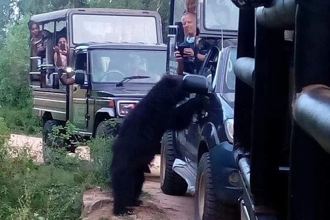 Private Day Tour in Yala National Park with Lunch - Yala by jeep: what the safari ride is really like