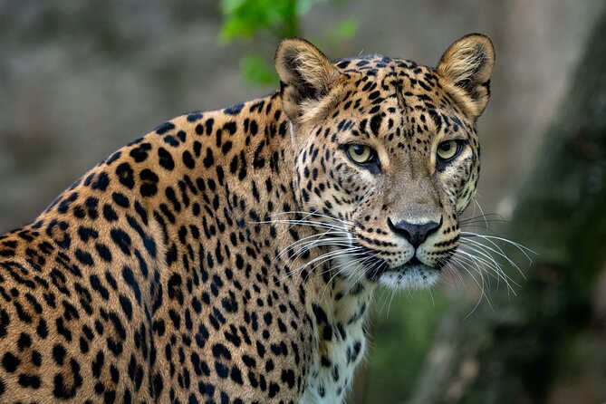 Private Day Tour: Yala National Park Safari Tour from Galle & Weligama - Quick Hits Before You Go