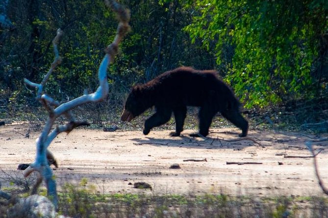 Private Day Tour: Yala National Park Safari Tour from Galle & Weligama - Yala National Park Safari: How the 5-Hour Window Feels