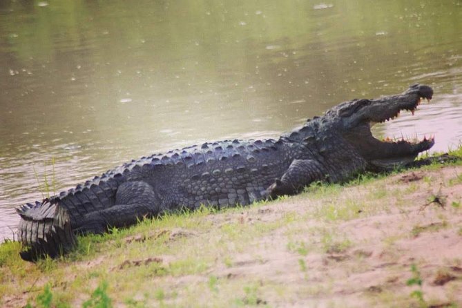 Private Day Tour: Yala National Park Safari Tour from Galle & Weligama - Wildlife to Watch For, and How to Stay Focused