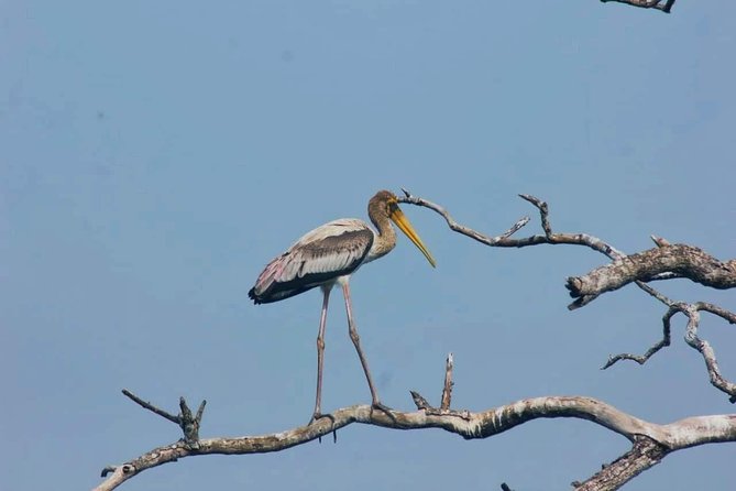 Private Day Tour: Yala National Park Safari Tour from Galle & Weligama - Lunch With a Local Family: More Than Just Food