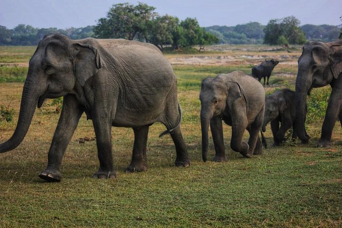 Private Day Tour: Yala National Park Safari Tour from Galle & Weligama - Price and What You Actually Get for $290
