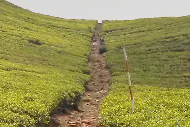 Private Day trip Kandy & pinnawala with your selected attractions - Why this private Kandy and Pinnawala plan works from Colombo