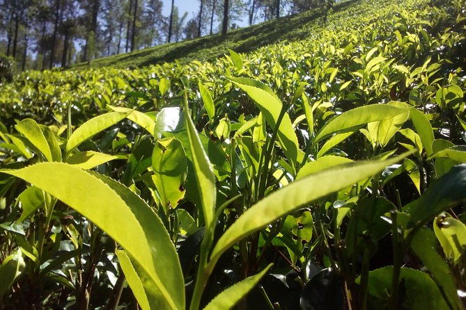 Private Day trip Kandy & pinnawala with your selected attractions - Temple of the Sacred Tooth Relic, the moment you should not rush
