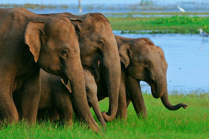 Private Day Trip to Sigiriya, cave and National park Safari Tour - The day starts early, and it can run longer than you think