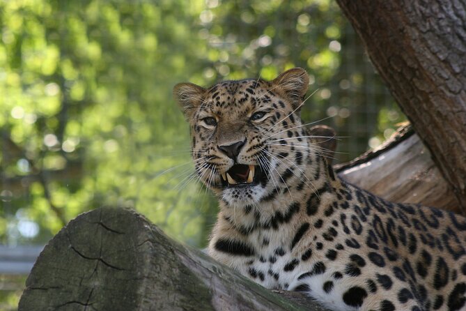 Private Day Trip to Yala National Park from Colombo - Galle Dutch Fort Stop: Your One-Hour Culture Break