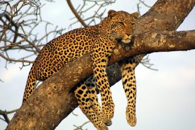 Private Day Trip to Yala National Park from Colombo