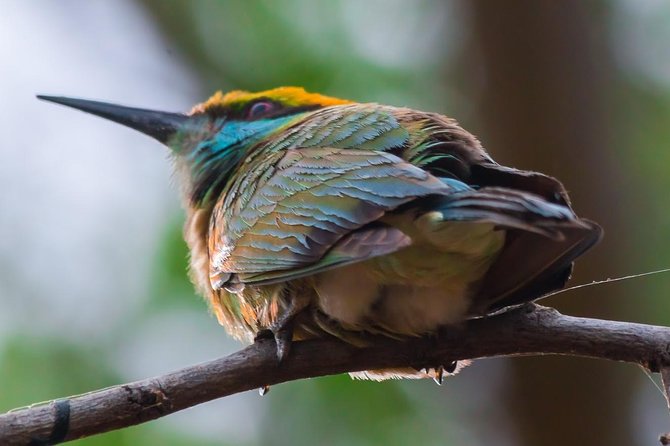 Private Day Trip to Yala National Park from Colombo - Weligama Stilt Fishermen: A 30-Minute Detour That Feels Real
