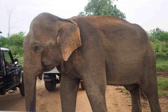 Private Day Trip to Yala National Park from Colombo - Yala National Park by 4x4: Leopards, Elephants, and Birdlife