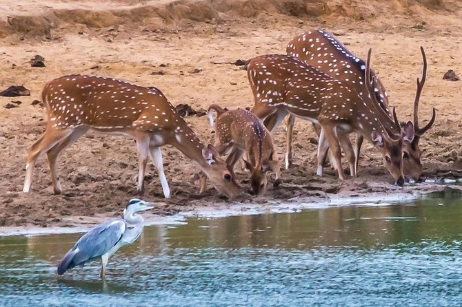 Private Day Trip to Yala National Park from Colombo - Price and Value: Is $180 Worth It for a Private Safari Day?