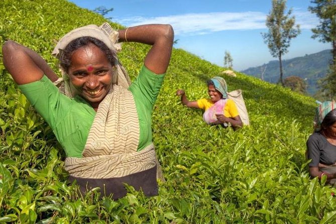 Private Full Day Tour to Nuwara Eliya from Kandy - Key Highlights at a Glance