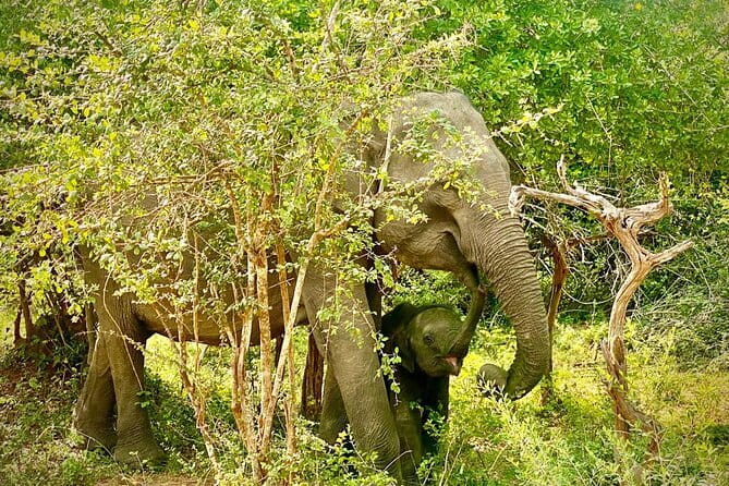 Private Full Day Udawalawe Safari Trip with Lunch - Who this safari works best for (and who might want a different plan)