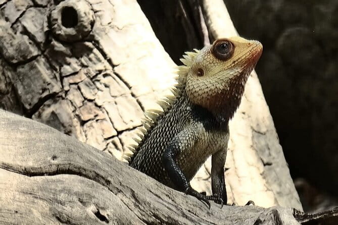 Private Full Day Udawalawe Safari Trip with Lunch - The Bentota to Hikkaduwa pickup makes the day feel realistic
