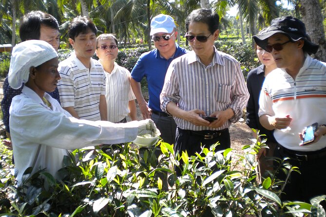 Private Galle Day Tour with Boat Safari & Tea Factory Visit - All Inclusive - Tea plantation and tea factory: the part you’ll remember after Galle