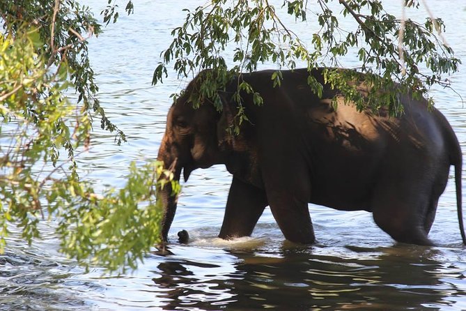 Private Half Day Safari in Udawalawe National Park - Private Half Day Safari in Udawalawe: The Real-World Value