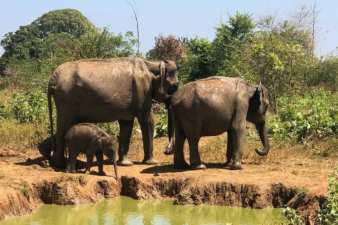 Private Half Day Safari in Udawalawe National Park - Udawalawe National Park: Elephants First, Then Everything Else