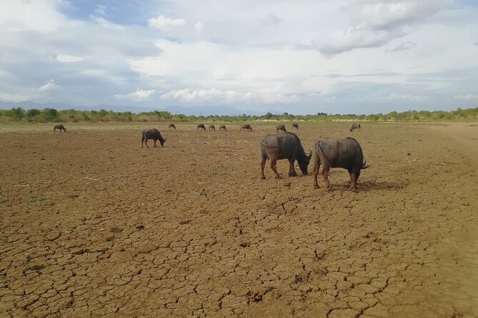 Private Half Day Safari in Udawalawe National Park - Booking Details That Matter on Safari Day