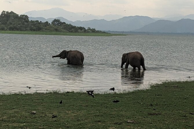 Private Half Day Safari in Udawalawe National Park - A Simple Itinerary That Still Has Depth