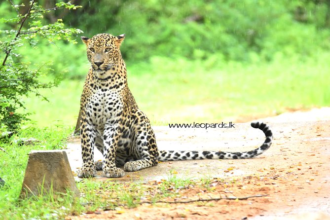 Private Half Day Safari Tour to Yala NP From Tangalle and Drop Back - Why This Half-Day Yala Safari Fits the Way You Travel