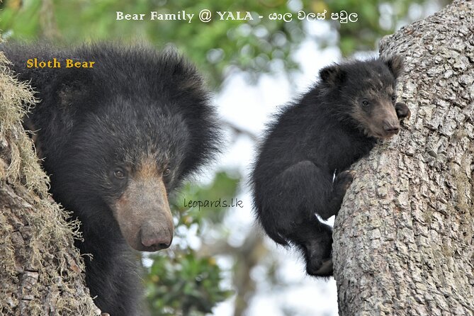 Private Half Day Safari Tour to Yala NP From Tangalle and Drop Back - Inside Yala: What the Lunch Break Actually Does for You