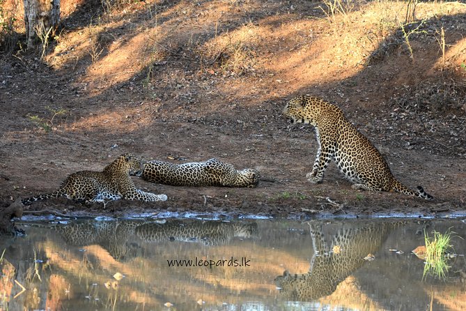 Private Half Day Safari Tour to Yala NP From Tangalle and Drop Back - Big 3 Animal Targets: How to Think About Leopard, Sloth Bear, and Elephants